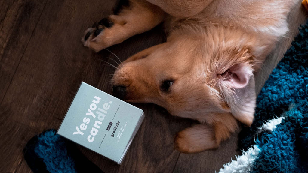 Hope, Inspirational 8oz Highly Scented Candle, Soy, Made in USA, Great Message, Pure Essential Oils, Holiday Gift, Aromatherapy, 100% Pure, Vanilla and Sandalwood